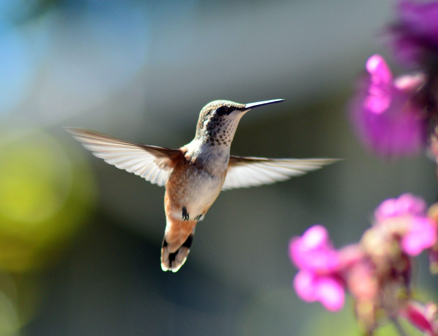 Het thema van de uitvaart? Vogeltjes!