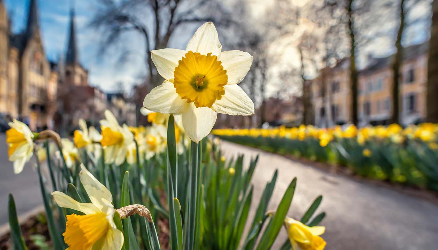 De lente gloort